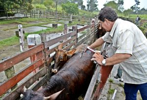Mais de 2 mil animais vacinados em Maricá contra febre aftosa