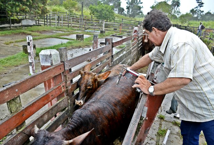 Imagem de gado sendo vacinado na campanha contrea febre aftosa