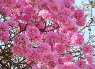 Imagem de ipê rosa que será plantado na aldeia Mata Verde Bonita