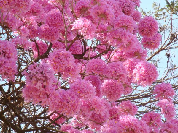 Imagem de ipê rosa que será plantado na aldeia Mata Verde Bonita
