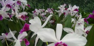 Imagem de orquídea