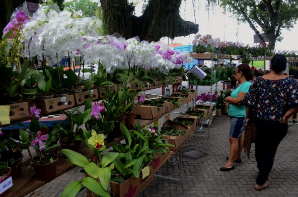 Exposição de orquídeas no fim de semana