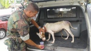 GM resgata cachorra que sofria maus tratos