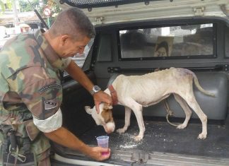 Imagem de cadela que sofria maus tratos e resgatada pela GM