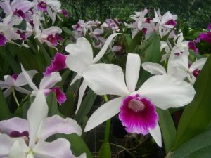 Exposição de orquídeas será atração no fim de semana