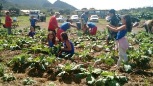 Alunos participam de colheita na Unidade Agroecológica