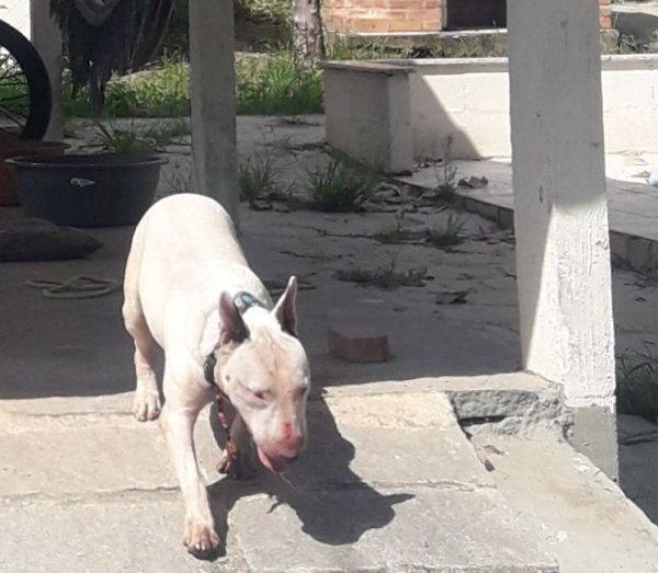 Abandono de cão em Ponta Negra vira caso de polícia