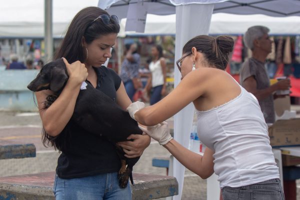 Vacinação antirrábica chega a 14 mil cães e gatos no primeiro dia