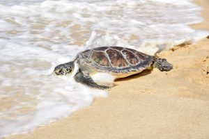 Projeto Onda Certa solta tartaruga marinha em Itaipuaçu