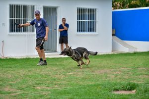 Guarda Municipal recebe material para adestramento de cães