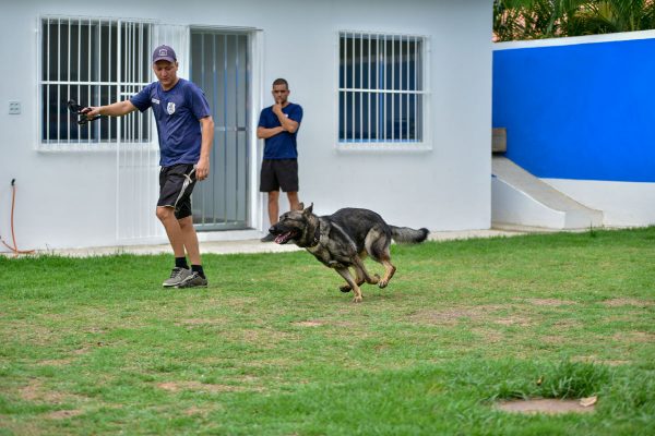 Guarda Municipal recebe material para adestramento de cães