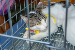 Proteção Animal abre novos cadastros para castração de felinos dia 26/06
