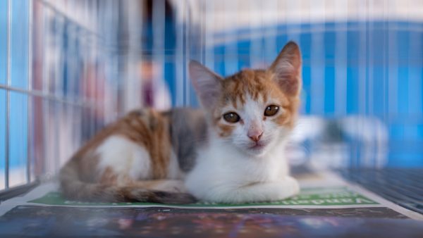 Programa municipal estimula o resgate e a adoção de felinos