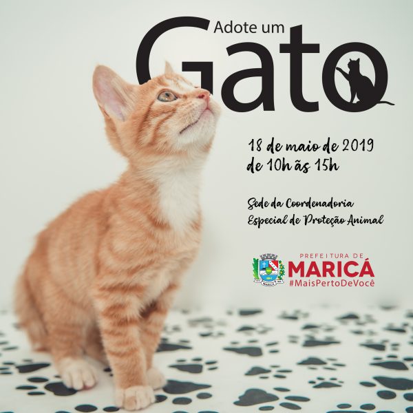 Sábado tem Campanha de Adoção Animal: Edição Especial Gatos