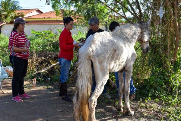 Resgate de cavalo em Itaipuaçu chama atenção para casos de abandono e maus-tratos