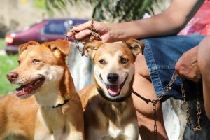 Prefeitura abre vagas para castração de cães e gatos em 2022