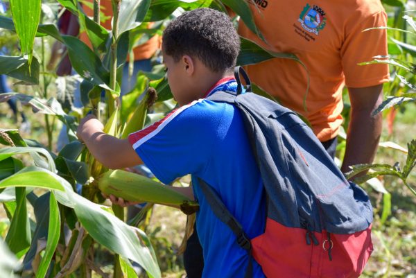Alunos de escola municipal participam de colheita de milho na Fazenda Ibiaci
