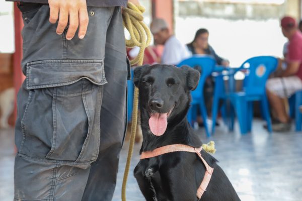 Novas inscrições para castração de cães e gatos em Cordeirinho e Itaipuaçu