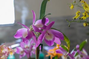Exposição de Orquídeas floresce no Centro de Maricá