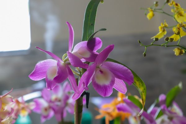 Exposição de Orquídeas floresce no Centro de Maricá