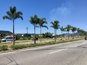 Canteiros da RJ-106 recebem mudas de palmeiras e ipês