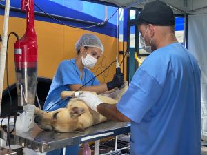 ‘Castramóvel’ atende cerca de 200 animais em Itaipuaçu