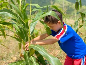 Alunos de EM Marcos Vinicius participam de colheita de milho orgânico