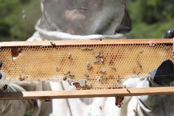 Fazenda Ibiaci tem sua primeira colheita de mel 