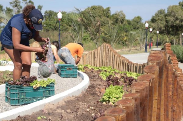 Horta comunitária do Parque a Céu Aberto Cidade Maricá tem a primeira colheita
