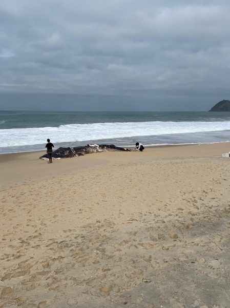 Prefeitura remove carcaça de tubarão-baleia em Jaconé