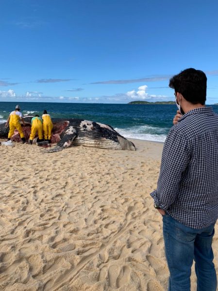 Cidade Sustentável acompanha estudos em baleia morta em Itaipuaçu