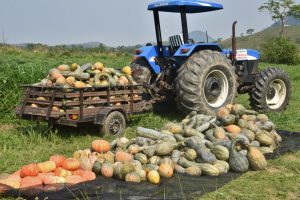 Prefeitura colhe dez toneladas de abóbora na Fazenda Pública nesta quarta-feira (15/09)