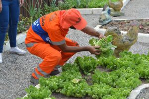 Agricultura promove colheita de vegetais e hortaliças na Praça Agroecológica de Guaratiba