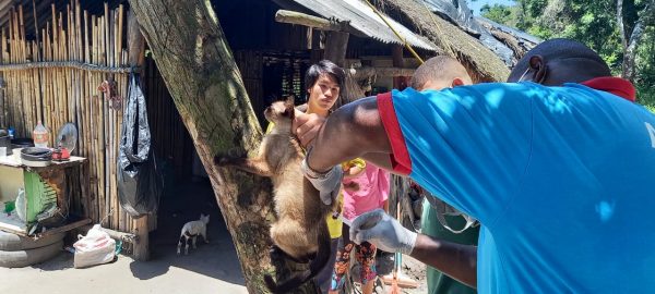 Prefeitura vacina animais em aldeias indígenas