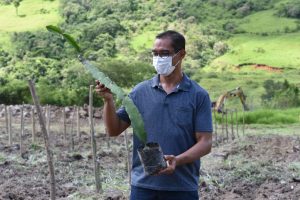Inova Agroecologia faz primeiro plantio da fruta pitaia