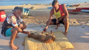 Agente da Defesa Civil resgata cachorro ferido nas Ilhas Maricás