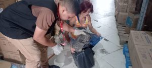 Coordenadoria de Proteção Animal retira dez gatos de depósito de supermercado em São José