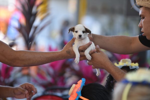Vinte e dois cães são adotados na feira de Proteção Animal neste domingo (17/07)